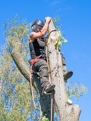 Roped to a tree top.