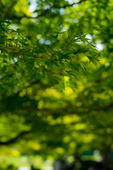 Green Plants in Gardens