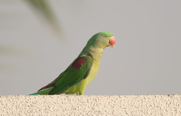 Fototapeta premium Alexandrine Parakeet sitting on a wall