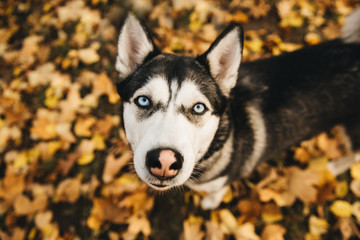 Funny siberian Husky lying in the yellow leaves. Dog on the background of nature. Autumn