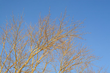 Fototapeta na wymiar Poplar branches in winter against the blue sky