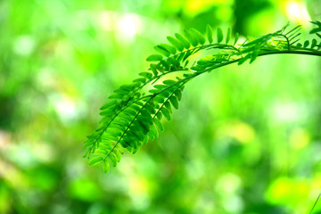 green leaves background at village area