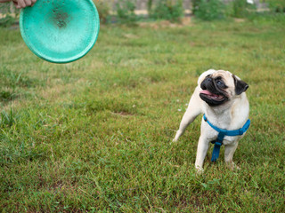 little cute pug dog playing frisbee with owner