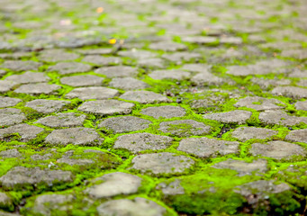 Tile overgrown with bright green moss, abstract background and texture