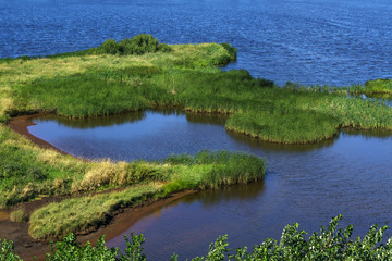 swampy river bank with clay and thickets of water grass