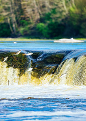 Flying fish at Ventas Rumba waterfall in Kuldiga of Latvia