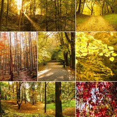 Collage with autumn landscape. Forest and park view. Golden colors.