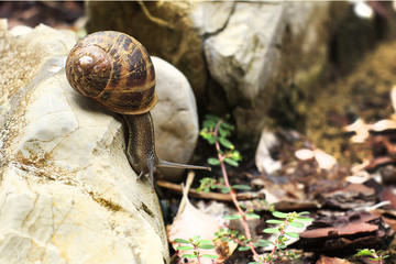 Portrait of a snail in a garden. Concept: Nature, animal, wild