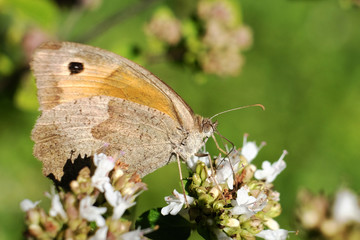 Schmetterling