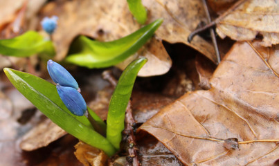 Сlose up blue snowdrops after rain in the forest