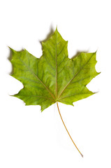 autumn fallen maple leave isolated on white background, cut out with clipping path