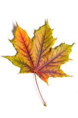autumn fallen maple leave isolated on white background, cut out with clipping path