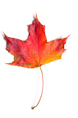autumn fallen maple leave isolated on white background, cut out with clipping path