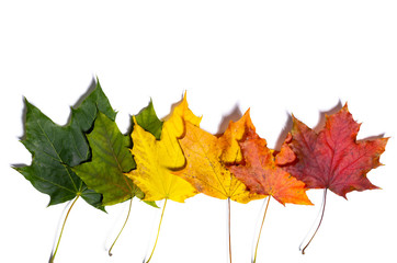 autumn fallen maple leaves isolated on white background