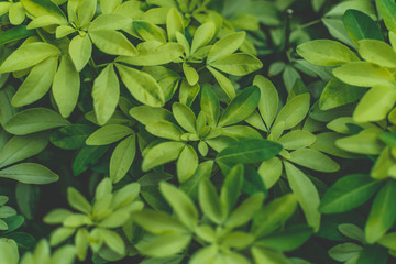 Creative layout made of green leaves. Nature background