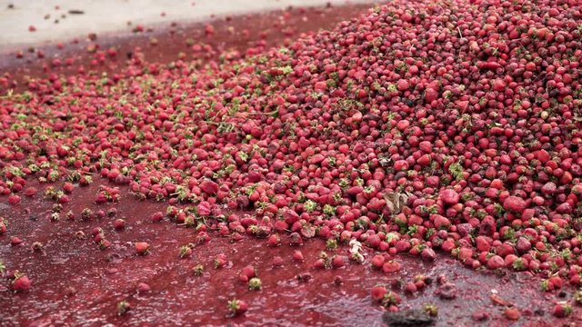 Strawberrys - Food wasting