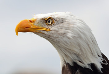 Close up of a Bald Eagle 