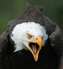 Close up of a Bald Eagle calling