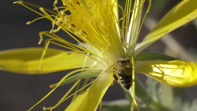 Carpenter Bee on Desert Star flower