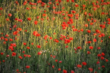 Coquelicot