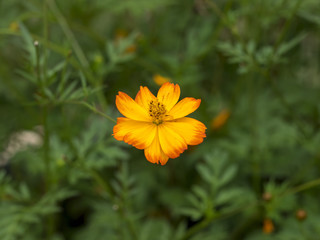 Cosmos sulphureus. Les fleurs de cosmos sulfureux ou cosmos de Klondike.