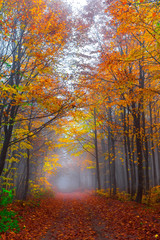 Colorful autumn landscapes with trees and orange, yellow and red leaves.Beautiful forest foggy road.