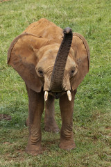 BEBÉ ELEFANTE LEVANTANDO LA TROMPA © marcantabrico