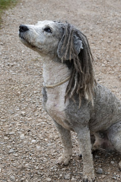 PERRO FEO CON RASTAS