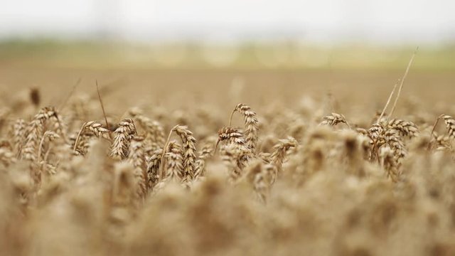 Wheat field close-up: Spica