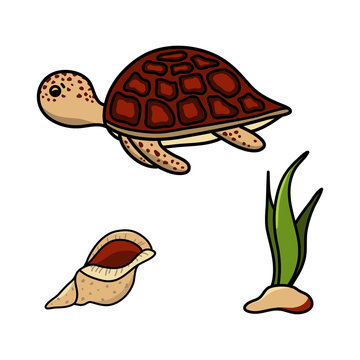 Turtle, conch and seaweed. Hand drawn illustration vector set.