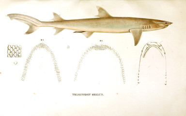 Naklejka premium Illustration of animal