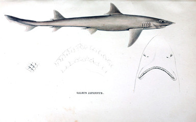 Naklejka premium Illustration of animal