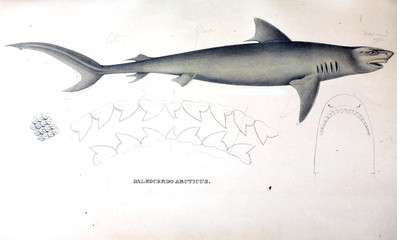 Naklejka premium Illustration of animal