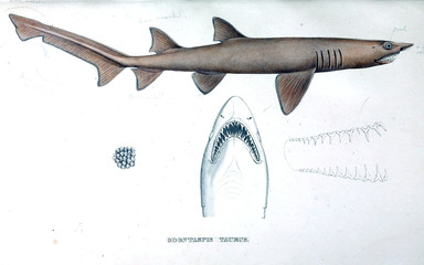 Naklejka premium Illustration of animal