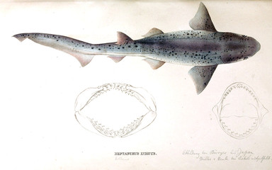 Naklejka premium Illustration of animal