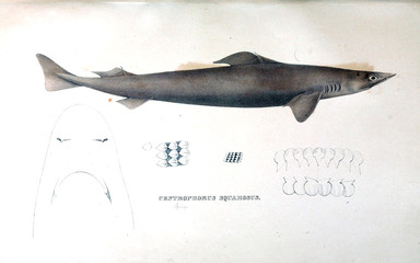 Naklejka premium Illustration of animal