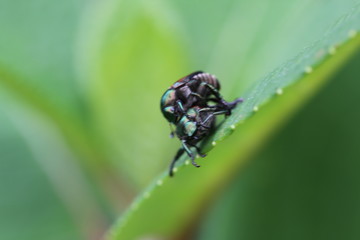 Japanese beetle on a hyrdrangea plant leaf