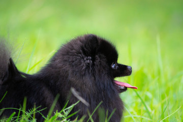 Sunstroke, health of pets in the summer.  Puppy Pomeranian Spitz. How to protect your dog from overheating.Training of dogs.  Young energetic dog on a walk. Whiskers, portrait, closeup. Enjoying, play