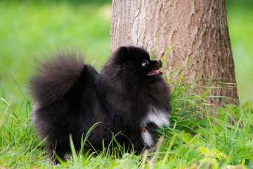 Sunstroke, health of pets in the summer.  Puppy Pomeranian Spitz. How to protect your dog from overheating.Training of dogs.  Young energetic dog on a walk. Whiskers, portrait, closeup. Enjoying, play