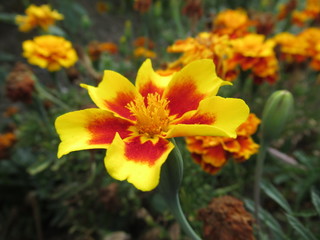 schöne gelbe Blume, Blüte, rot, gelb