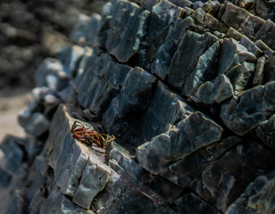 crab on the rocks