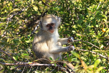 kleine grüne Meerkatze