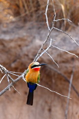 Bunter Bienenfresser