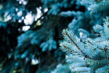 A branch of blue spruce is used as a background decoration element.