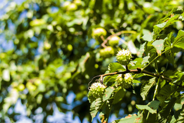 Beautiful chestnut tree with green leaves and chestnuts on a branch is used as a background.