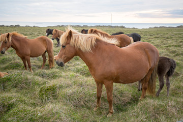 eating free horse standing in the wild