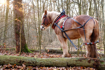 Pferd Holzrückpferd Holz