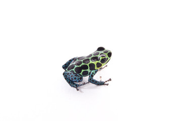 Pfeilgiftfrosch Gift Frosch