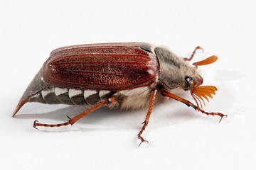 Maikäfer