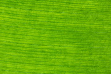 close up banana leaves on background texture.